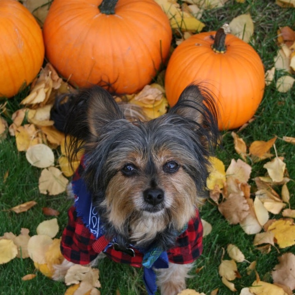 Meet your Posher, Sydney